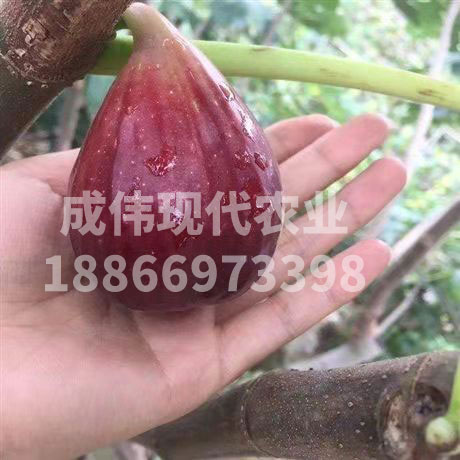 哪里卖波姬红无花果